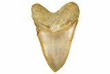 Serrated, Fossil Megalodon Tooth From Morocco - Rare Location #352991-2